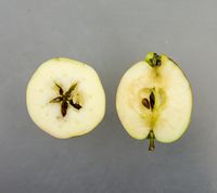 Augustæble